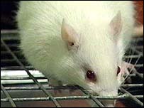 Image of a lab mouse