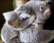 Koalas